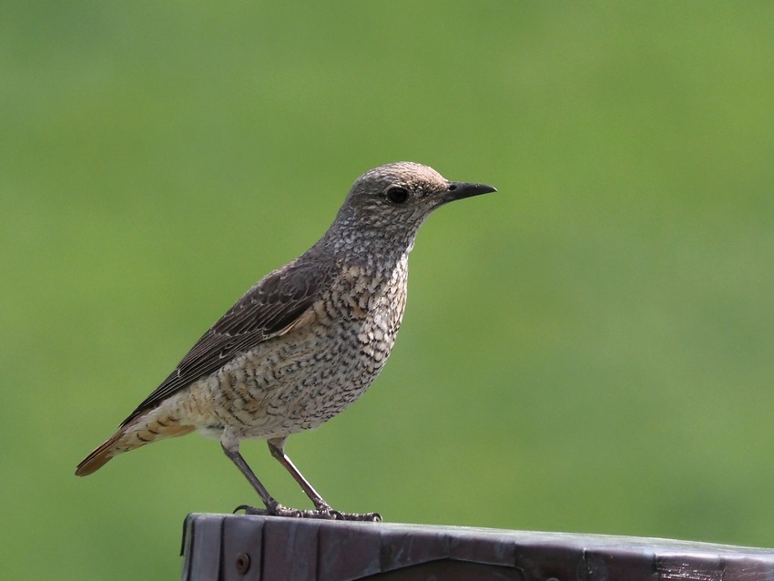 Codirossone  (Monticola saxatilis) ♂♀